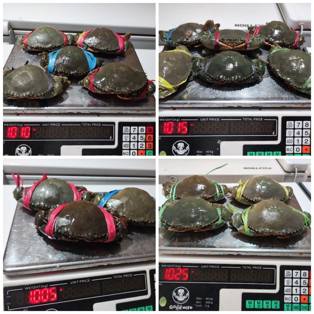 

Kepiting Hijau Hidup / Kepiting Segar 1-KG / Segar & Beku 1-KG