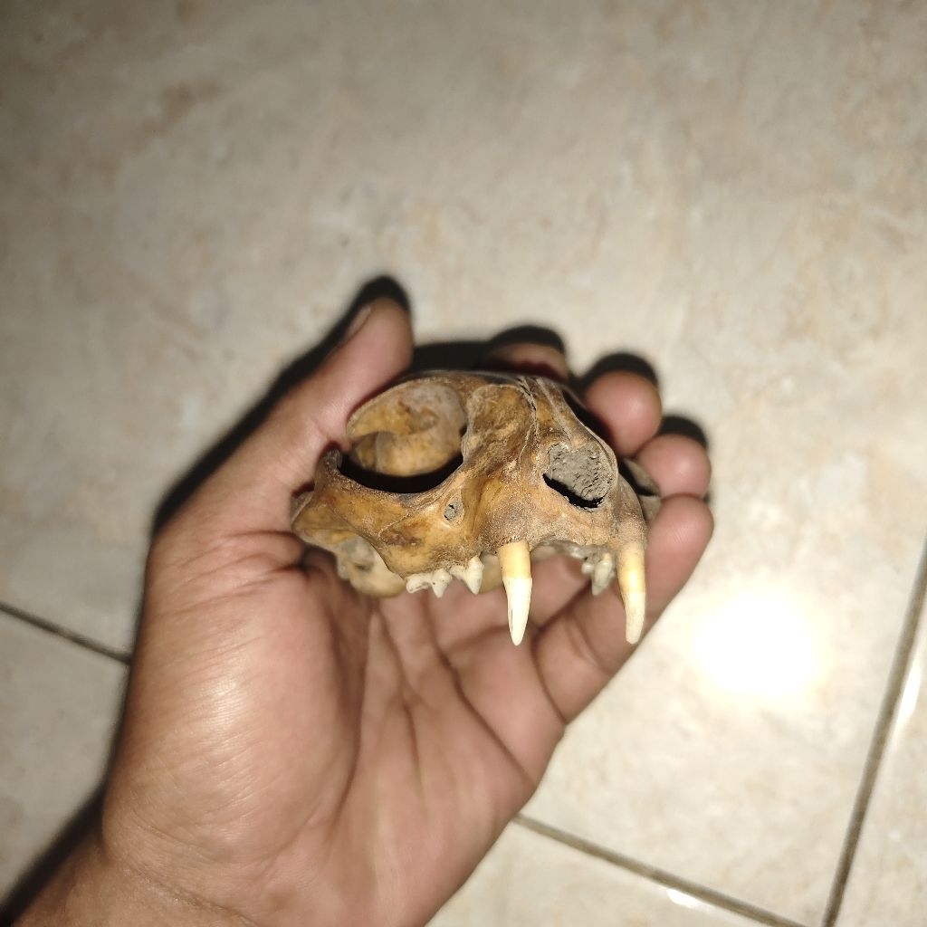 peninggalan mbah barang jadul kuno pajangan patung unik koleksi antik