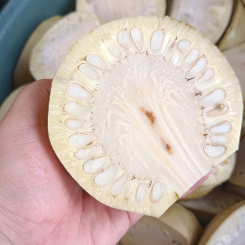 

jaruk tarap Acil galuh