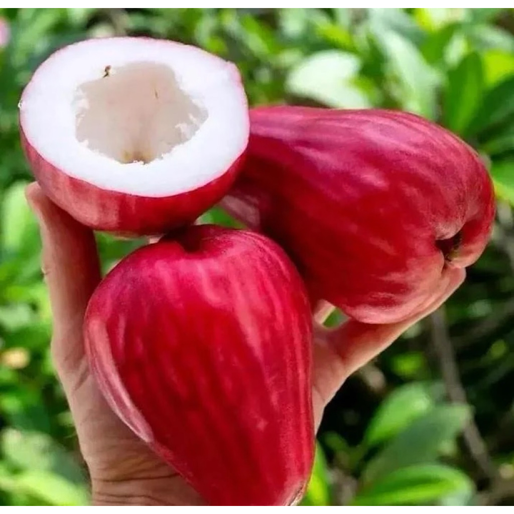 BIBIT JAMBU AIR JAMAIKA / JAMBU BOL SIAP BERBUAH