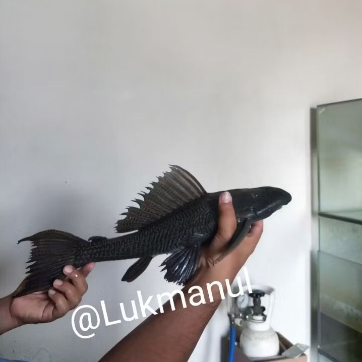 Ikan sapu sapu hitam 30-34cm