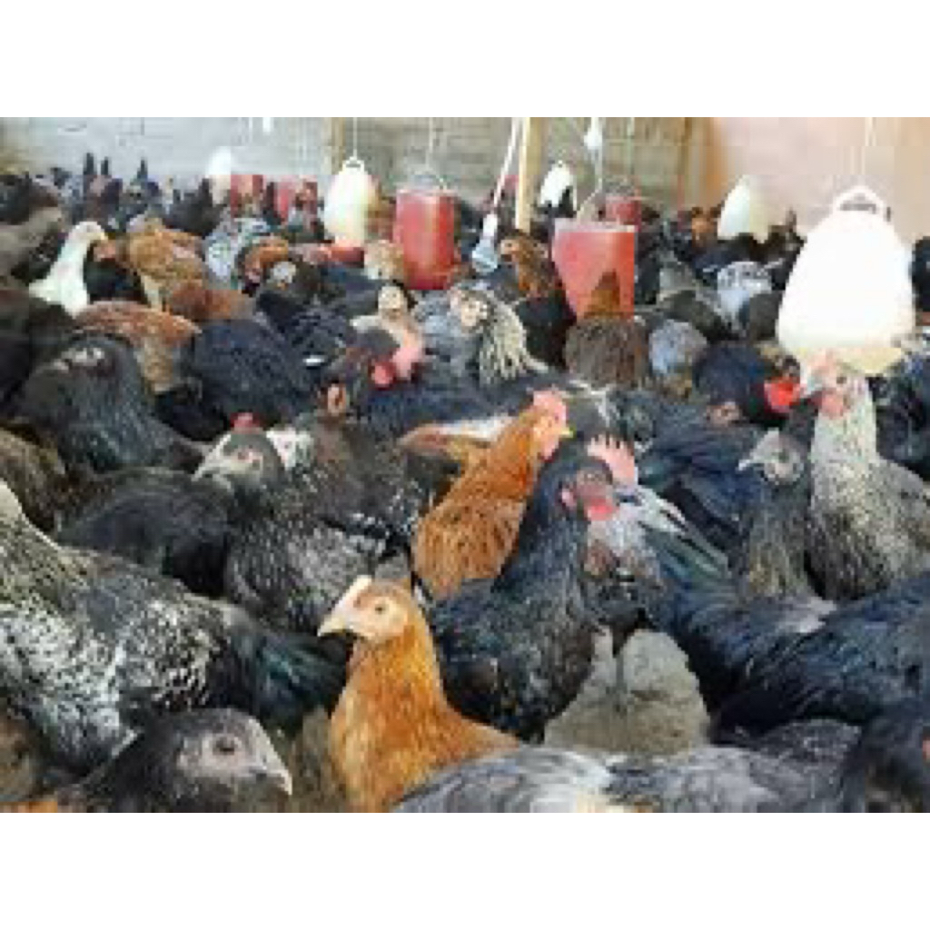 

TELUR FERTIL AYAM KUB UNTUK DITETASKAN