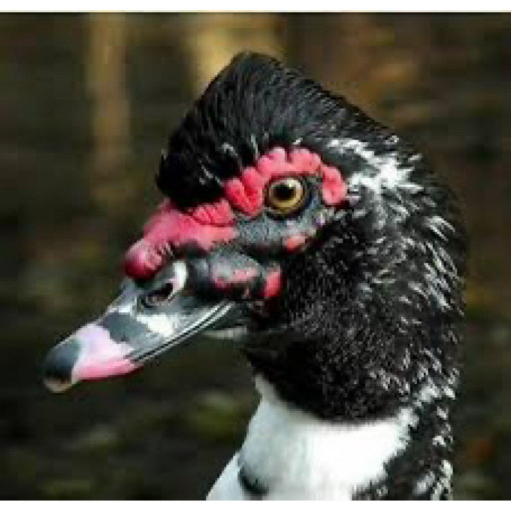 TELUR FERTIL MENTOK DRAGON UNTUK DITETASKAN