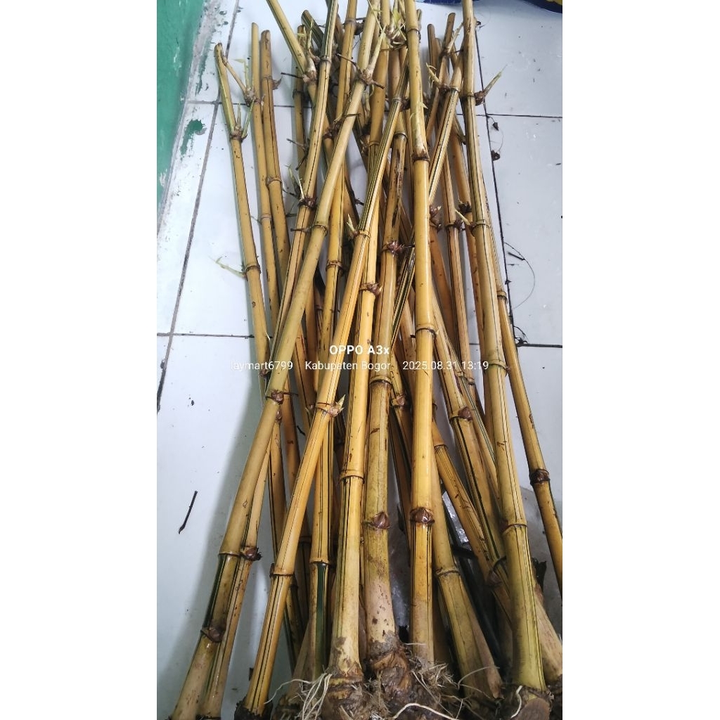 bambu kuning 1 meter 10 pohon