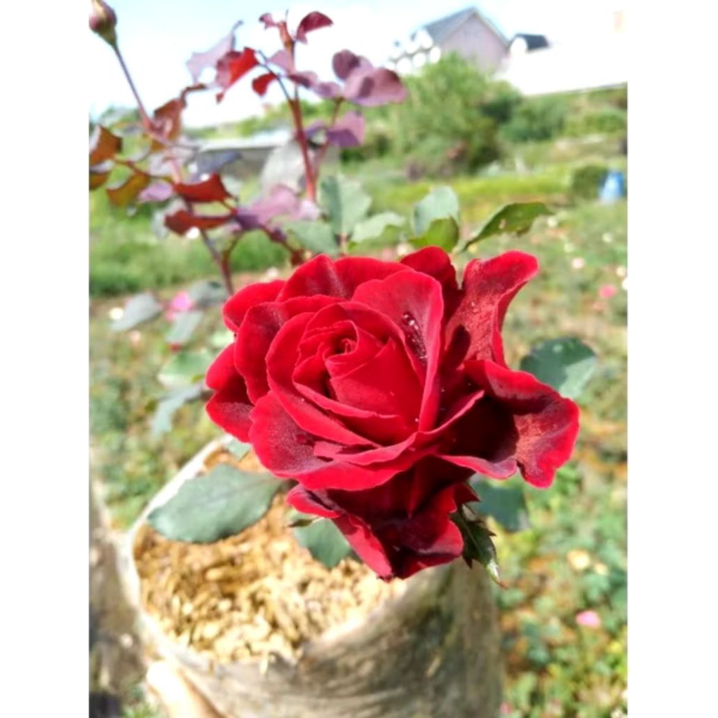 (BISA COD) Tanaman hias bunga mawar Holland Red rose - tanaman hias Bunga mawar