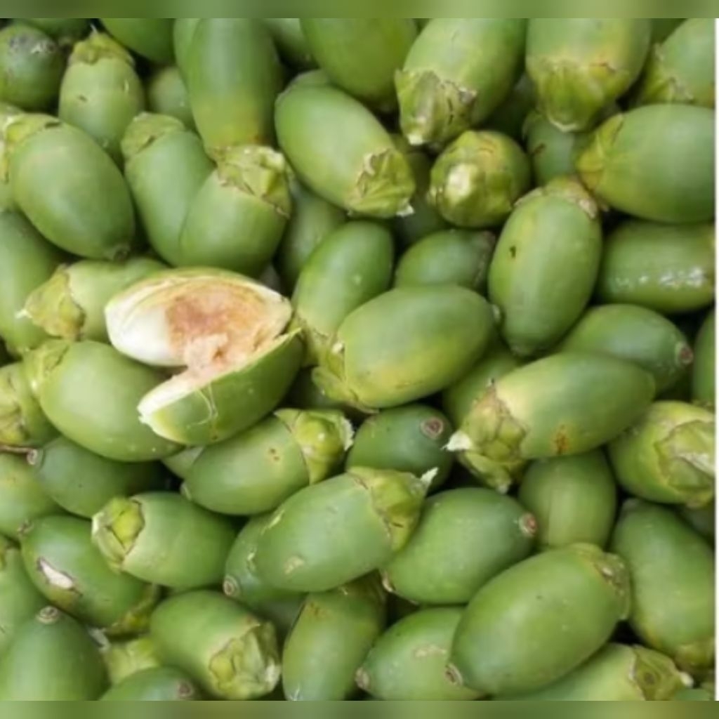 

Buah pinang muda segar/buah jambe/obat tradisional penambah stamina /fresh dipetik langsung saat dipesan