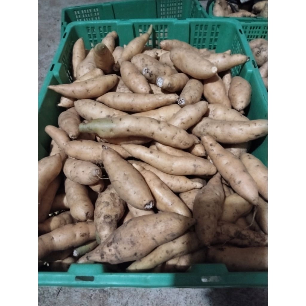 

Ubi Madu Cilembu Kecil (isi 12 sampai 20/1kg)