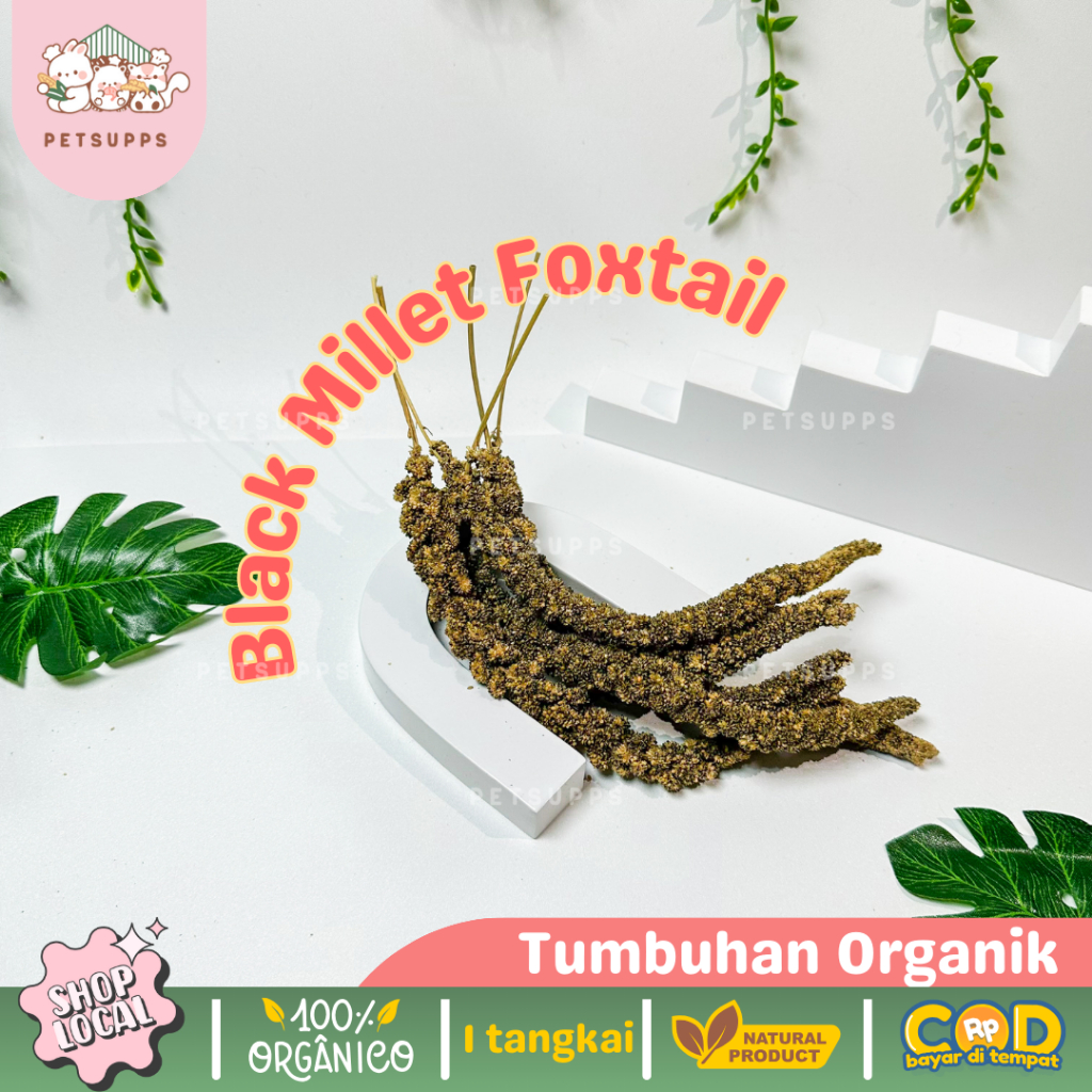 Petsupps Black Millet Spray - Snack Organik Hewan Peliharaan | Foxtail Jewawut Tangkai Hitam | Cemil