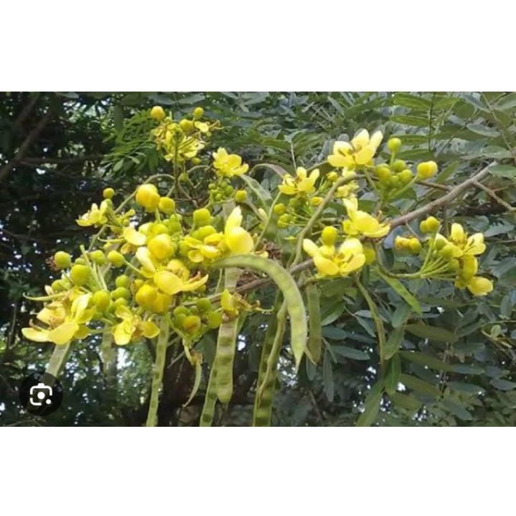 

Bunga Johar Segar Fresh Baru Ambil Murah 300 Gram Baru Ambil