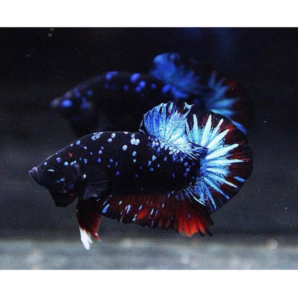 Avatar gordon Real sudah mecah, kualitas terbaik