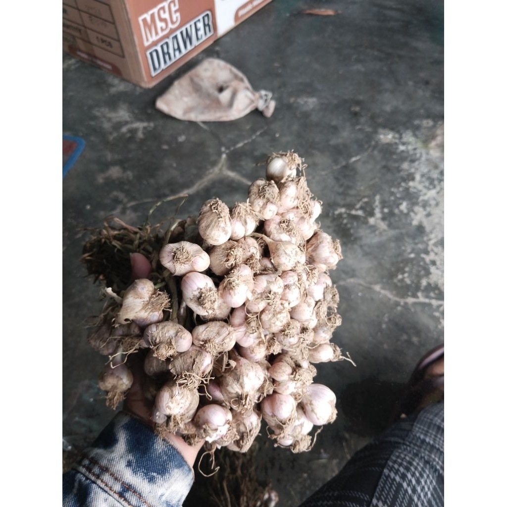 

bawangputihasli tawangmangu