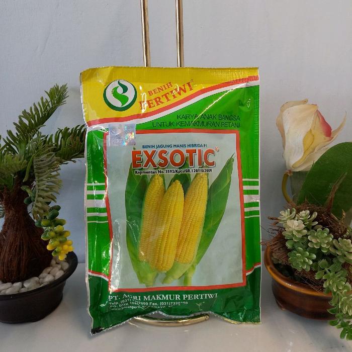 

TERLARIS !!! Benih jagung manis exotic pertiwi isi 1750 Biji EXP 2026 [ORIGINAL]