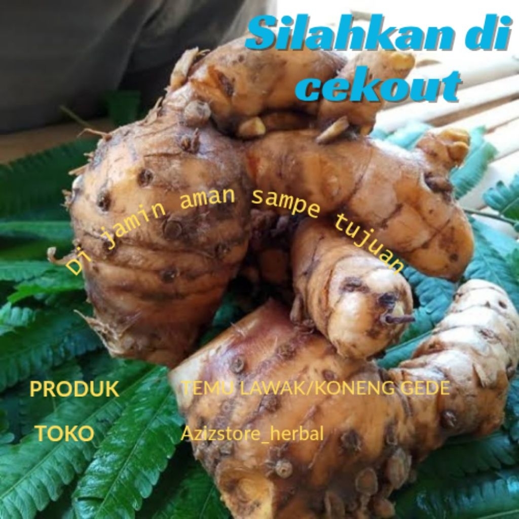 

jual murah temulawak/koneng gede 250 gram