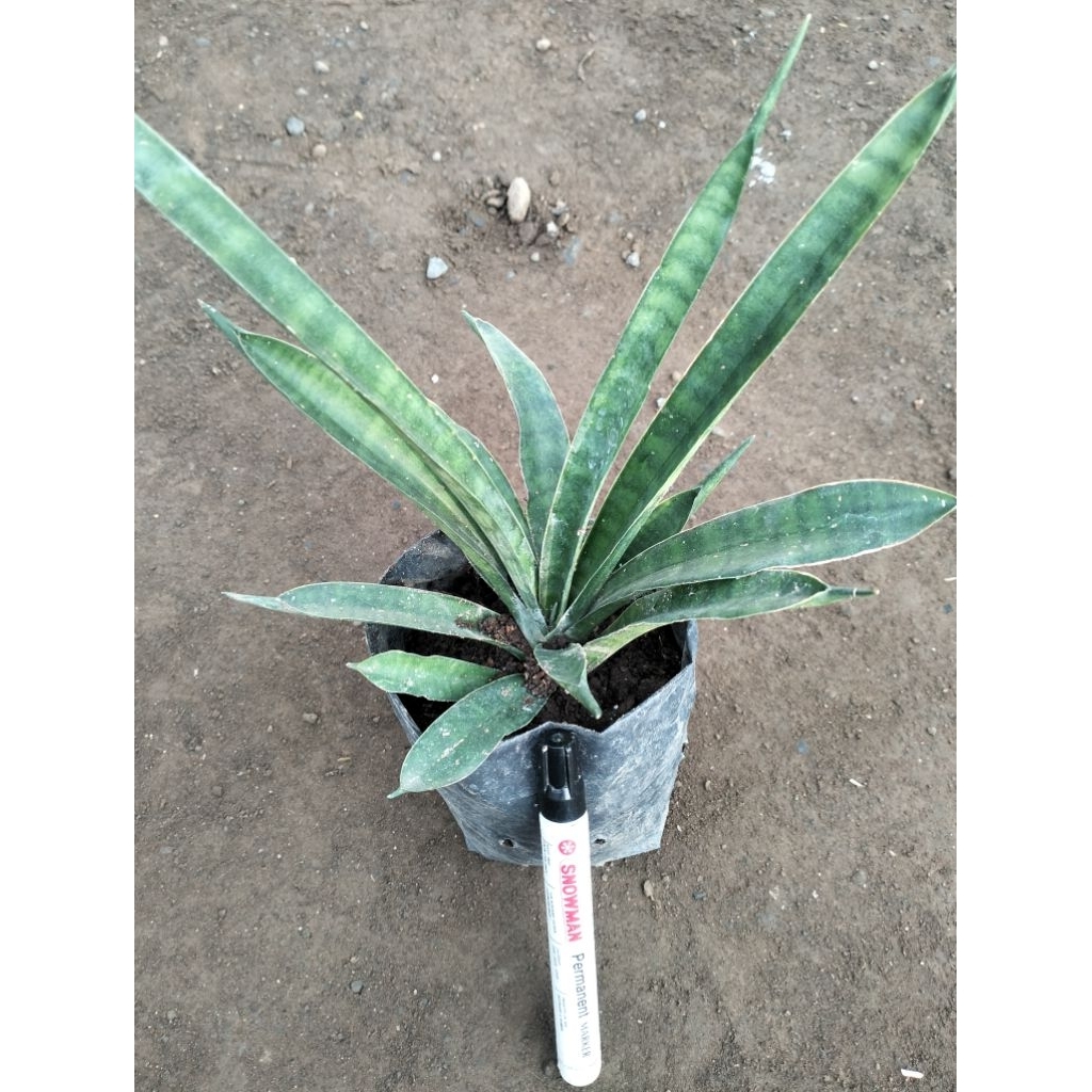 Lidah Mertua Sansevieria Twister Hijau