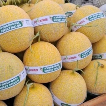 

Buah melon greenegal melon hidroponik sweet melon 1kg
