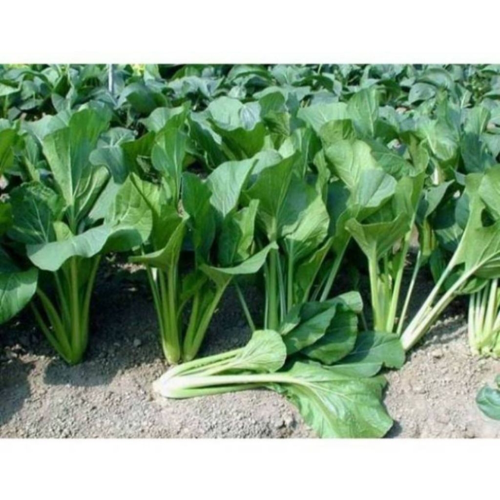 Benih sawi caisim shinta 250biji