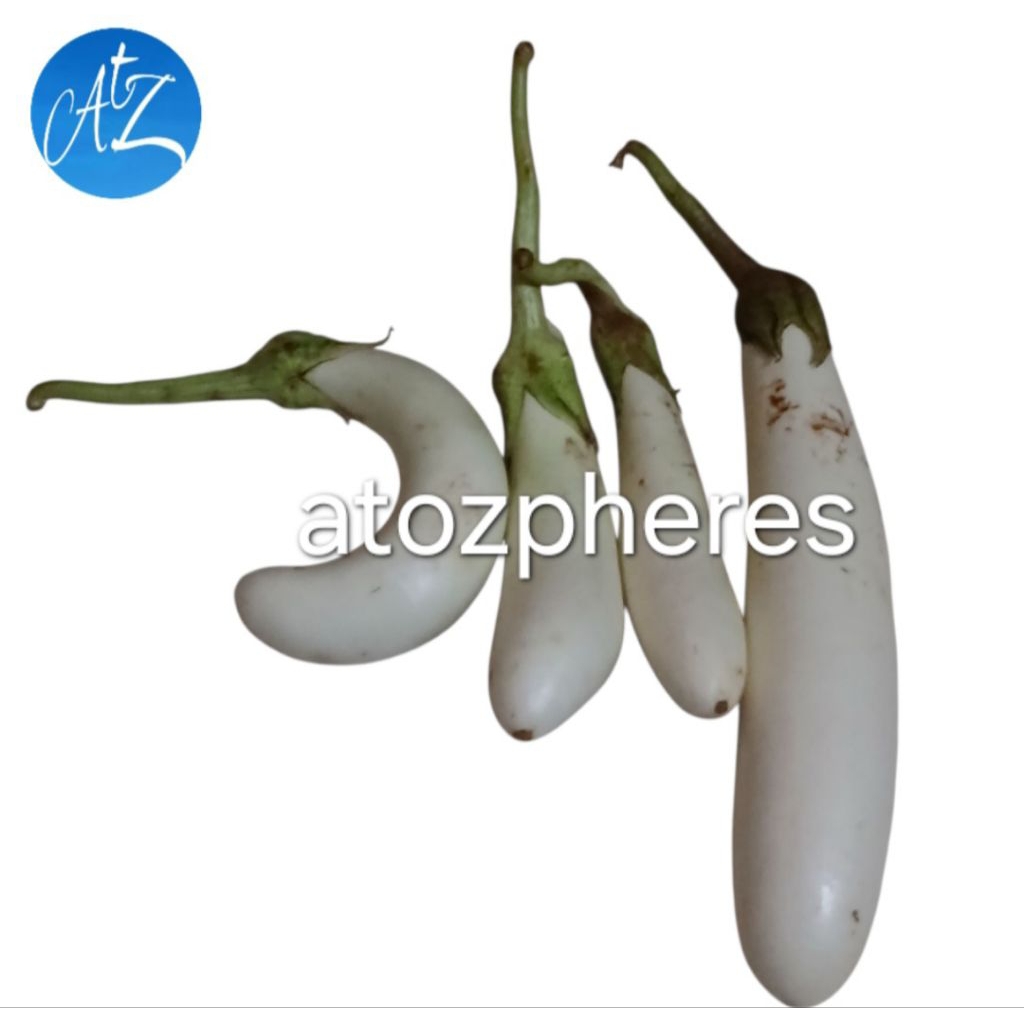 

Sayur terong warna putih segar pilihan fresh white eggplant