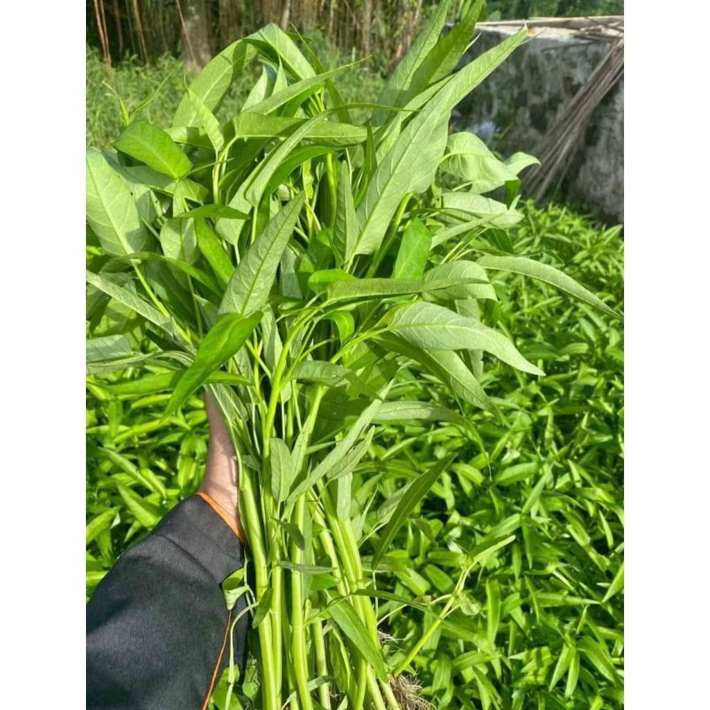 

kangkung sayur segar per ikat sayuran fresh