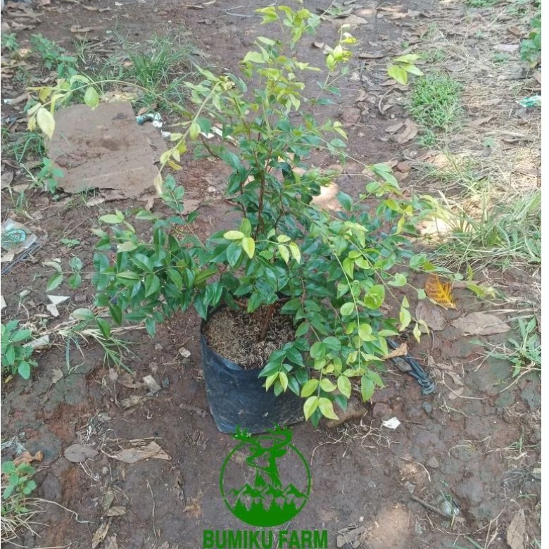 Bibit Pohon Anggur Brazil Stek, Tinggi 50-60cm