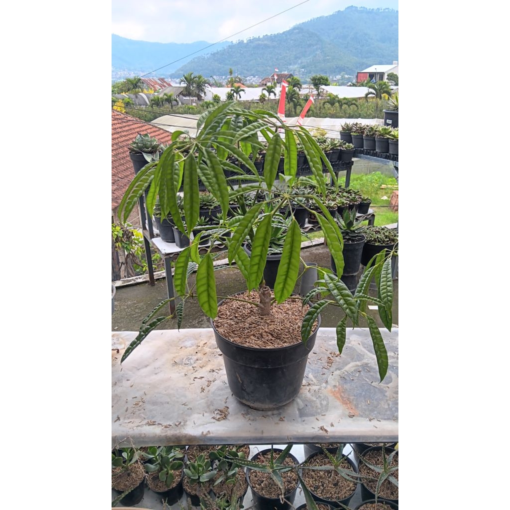 Tanaman hias bunga walisongo pete rimbun