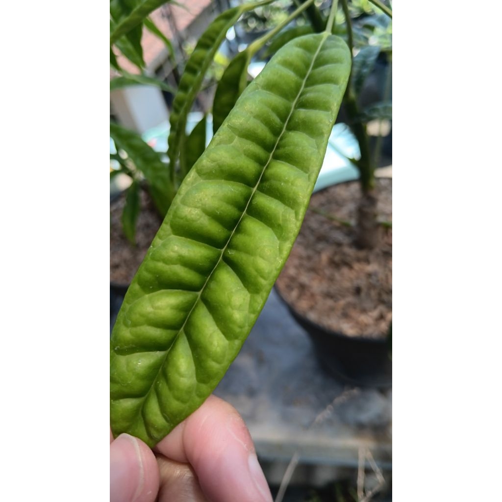 Tanaman hias bunga walisongo pete