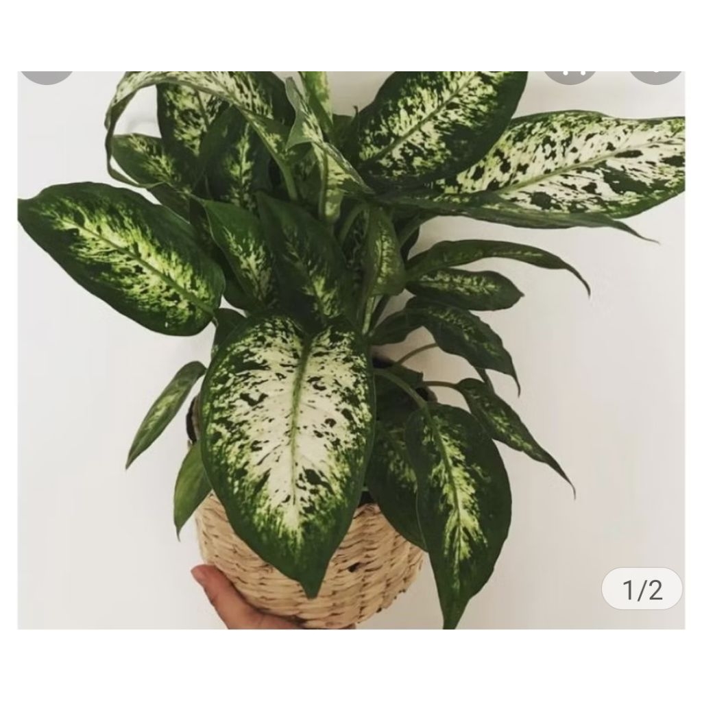 

Bunga angglonema difen beras tumpah