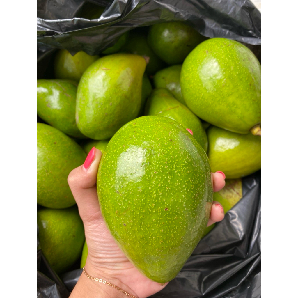 

Alpukat Mentega Grosir