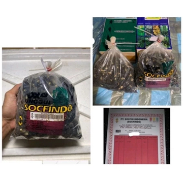 Bibit Benih Kecambah Sawit DXP SOCFINDO (250 butir)