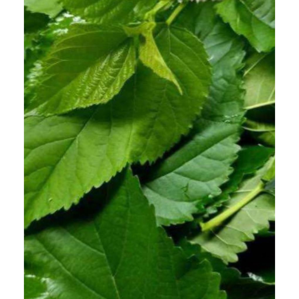 

Jual daun murbeiy ataw daun babasaran kuwalitas pres per 15 lembar