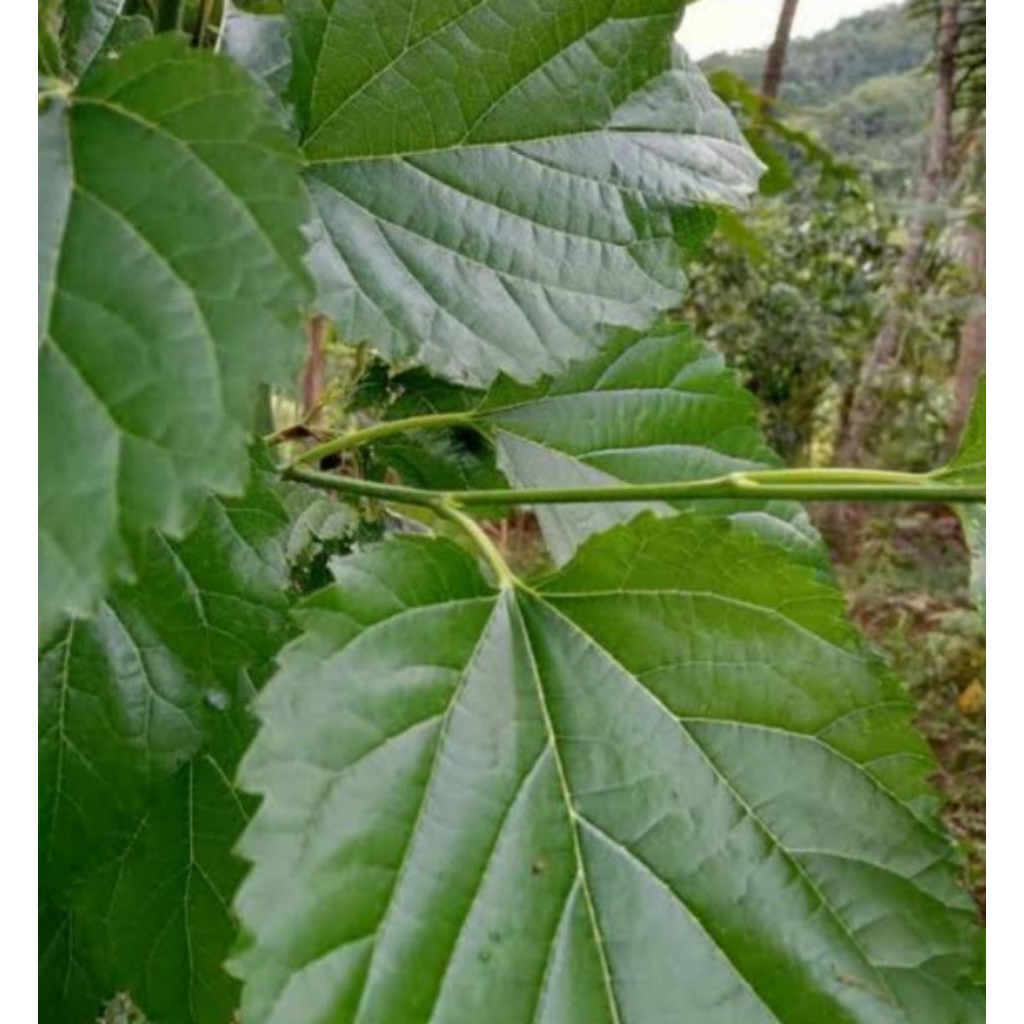 

Jual daun murbeiy atau daun babasaran kuwalitas pres per 100 lembar