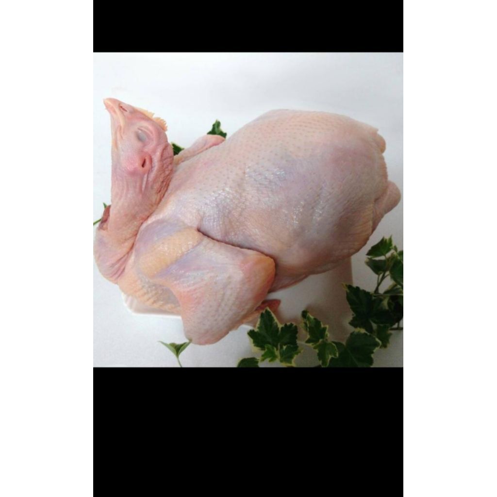 

ayam kampung large berat 900-1000