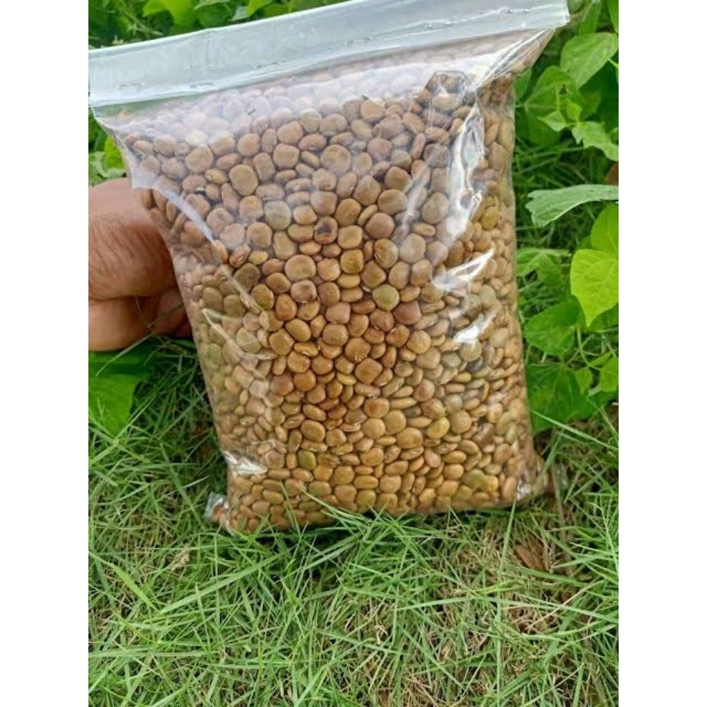 

Biji Bengkoang Super Unggul 500 Gram