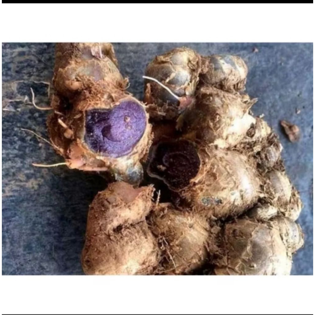 

Kunyit hitam asli kunyit hitam segar 100gram