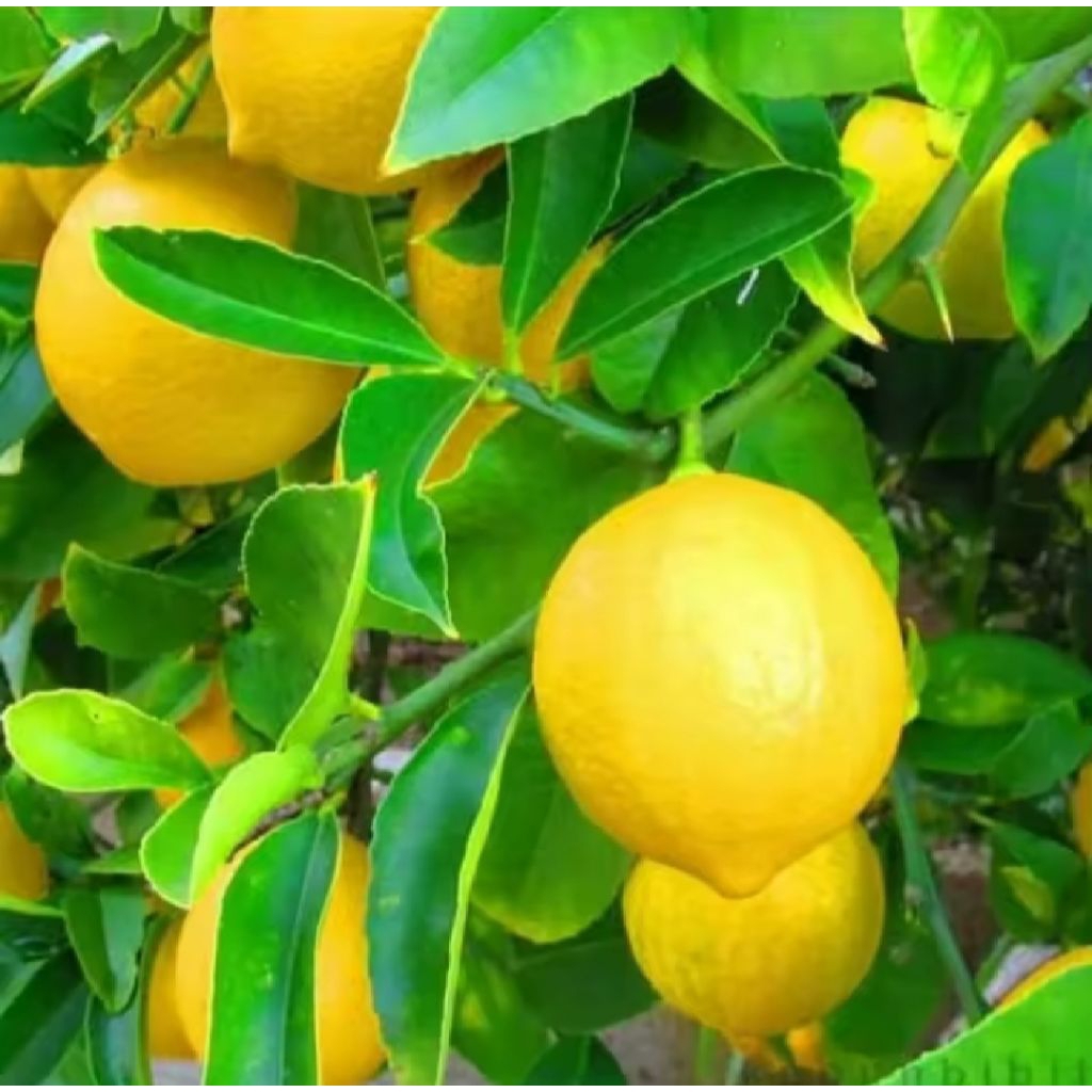 Bibit Jeruk Lemon California Lemon Jumbo Nipis California Pohon Jeruk Lemon