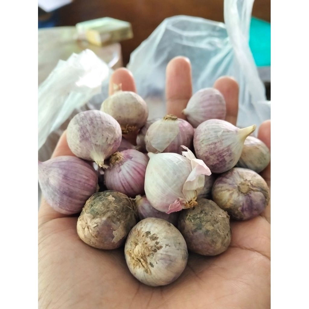 

bawang putih tunggal