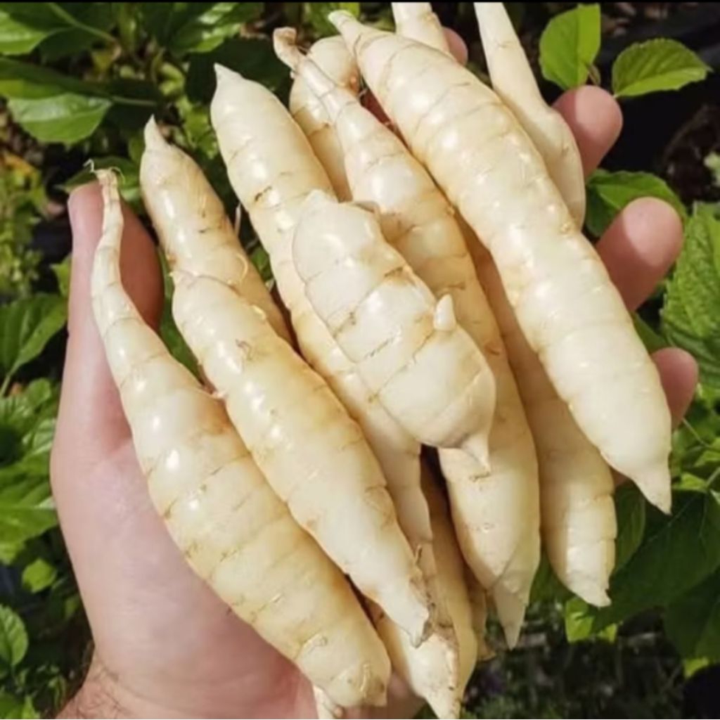 

Umbi garut segar 1kg sudah bersih