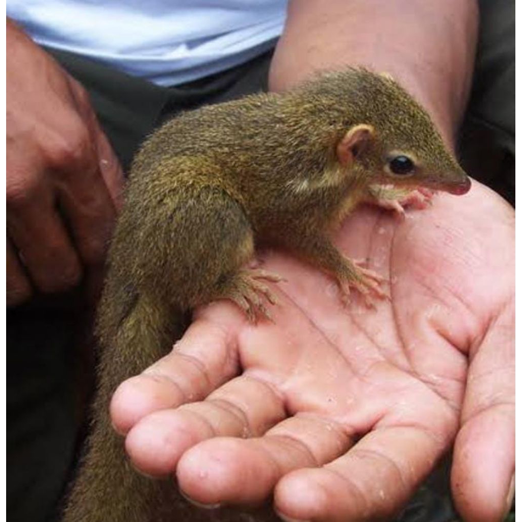 Tupai Buah Tupai Kekes Asli Mainan Anak Murah Lucu Bajing