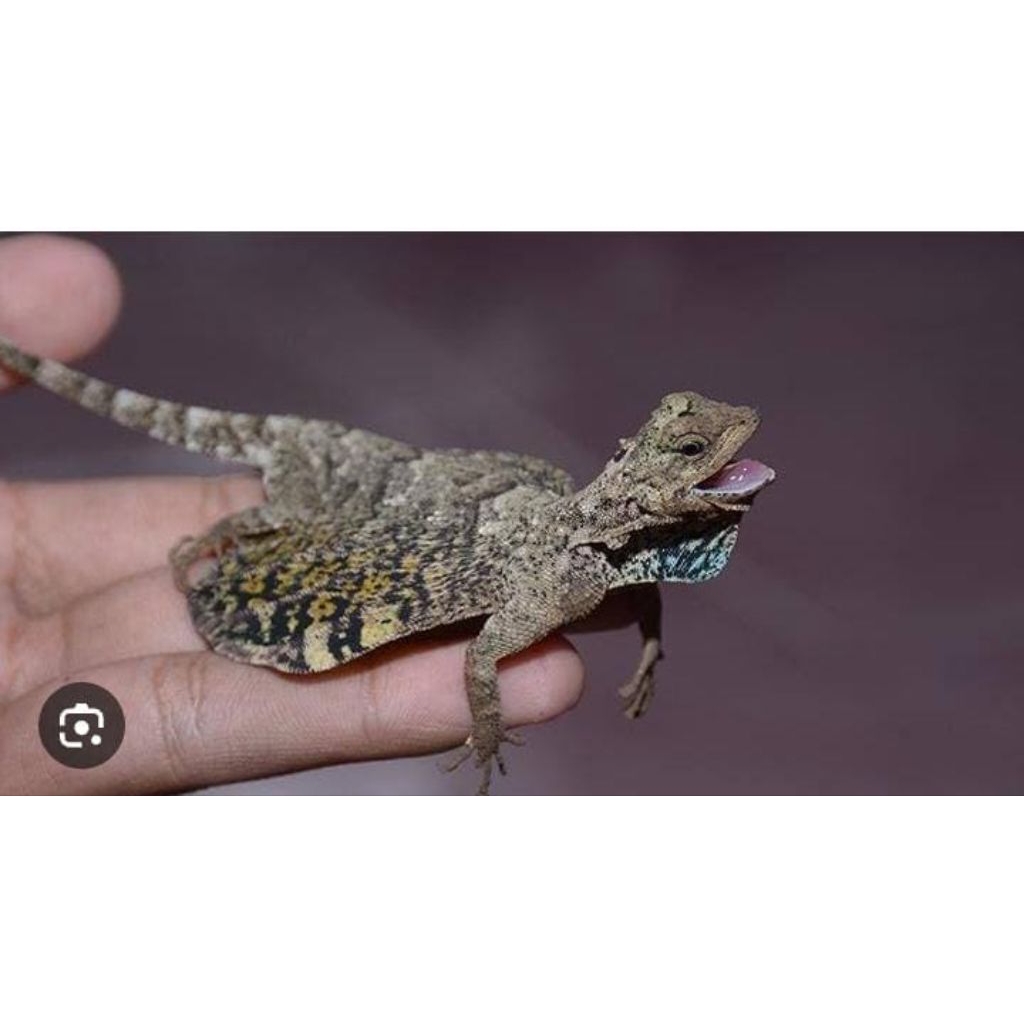 Cicak Terbang Tlarap 1 Pasang Obat Herbal Mainan Anak Lucu Murah