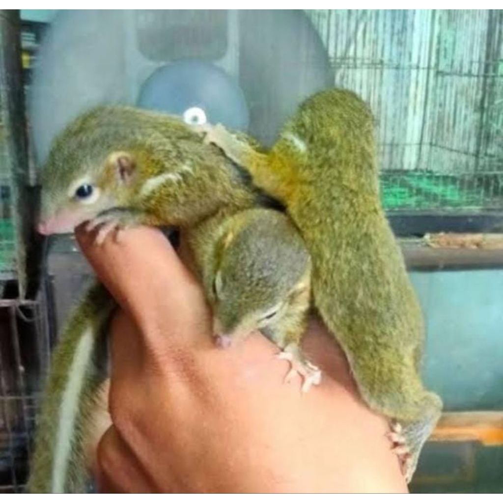 Tupai Kekes Murah 1 Pasang Mainan Anak Lucu Jinak Asli
