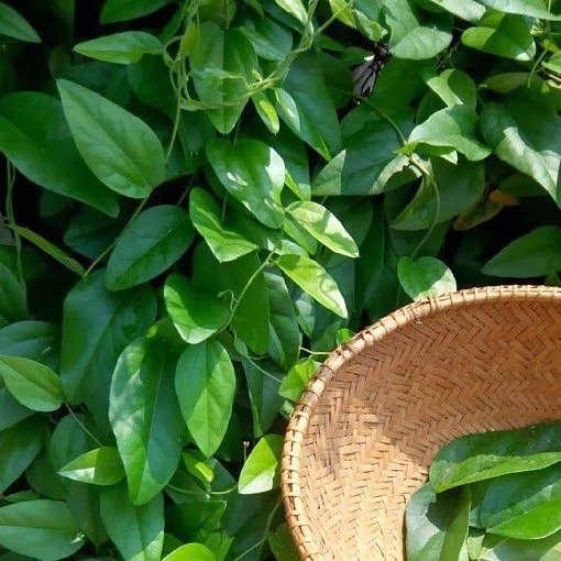 

(100 lembar) Daun Cincau Jelly Rambat Segar Non Bulu Fresh Langsung Dipetik