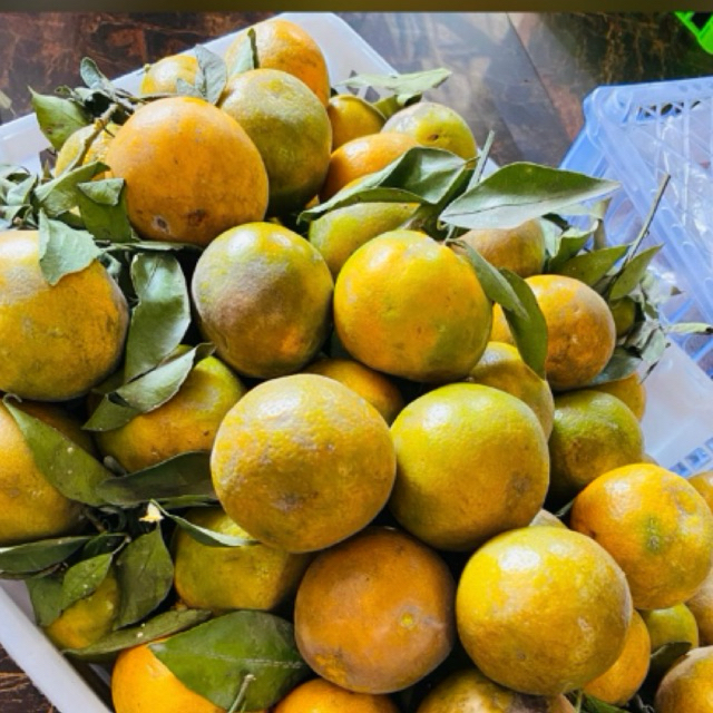 

Buah Jeruk Siem Malang Manis (Ukuran Sedang Tapi Manis) / Jeruk Siem Malang / Jeruk Murah/ Melayani Instan Gosend