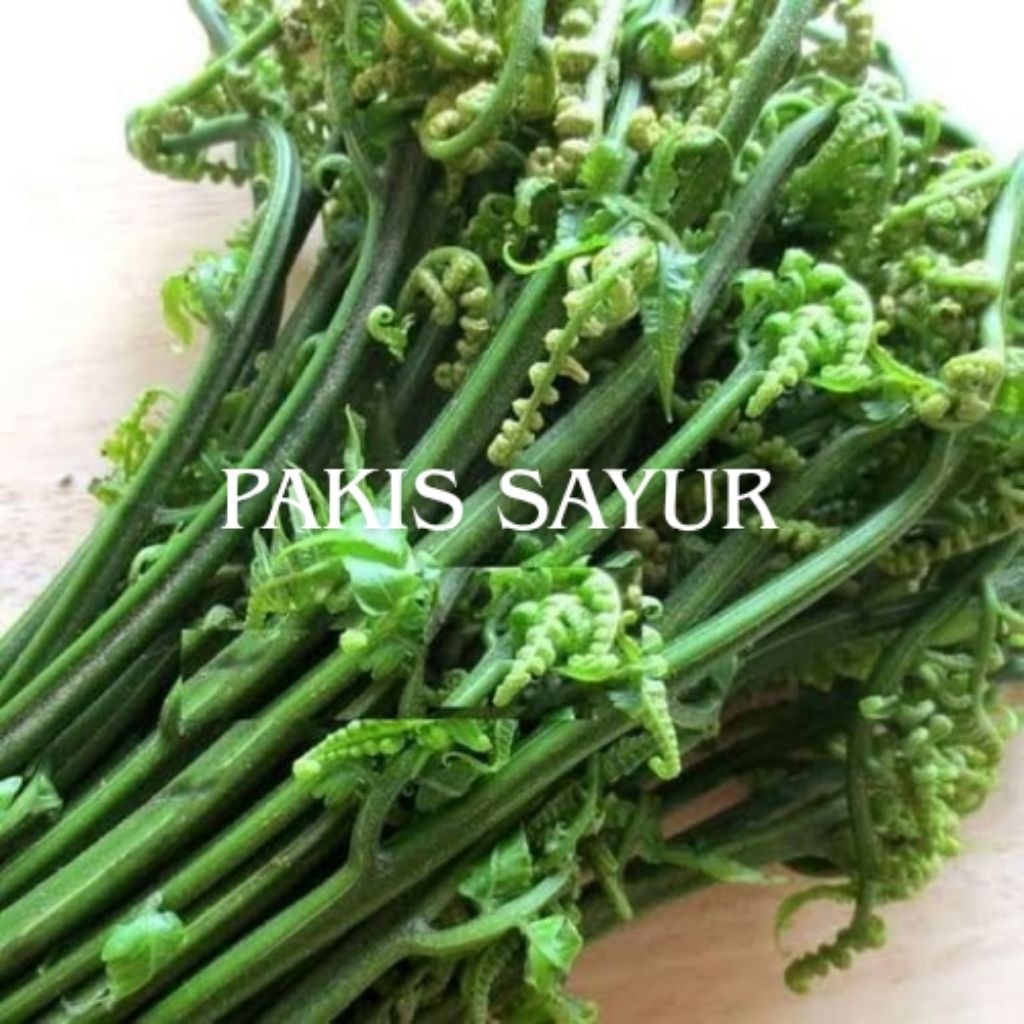 

jual makanan lejat pakis sayur per 3 ikat siap kirim