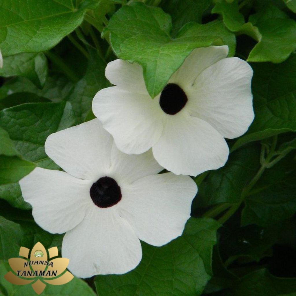 Tanaman Hias pohon Tumbergia bunga Putih Tengah Hitam/Pohon Rambat Tumbergia/Tanaman Pagar Tumbergia