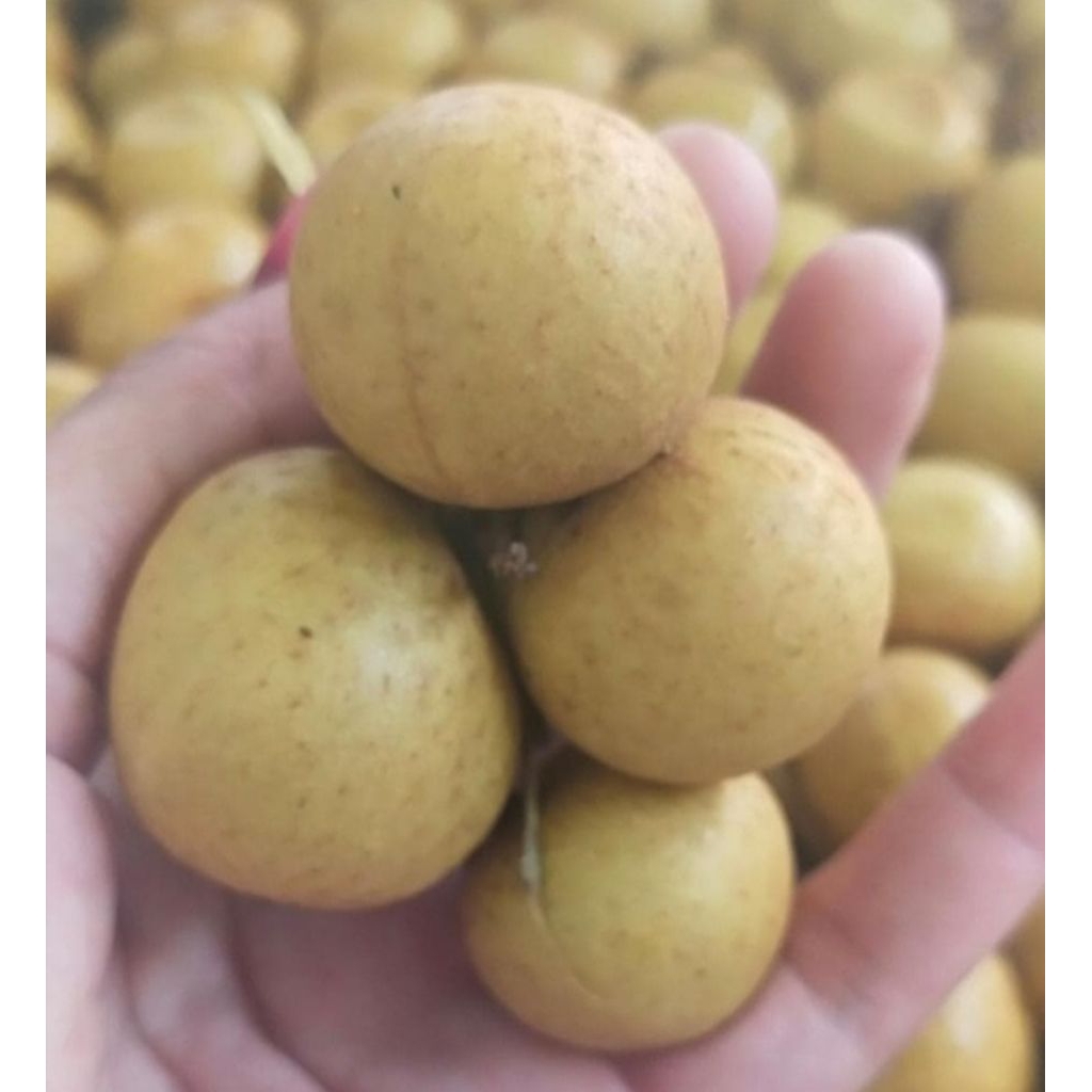 

buah klengkeng gemoyy fresh dan segar netto 1000gr