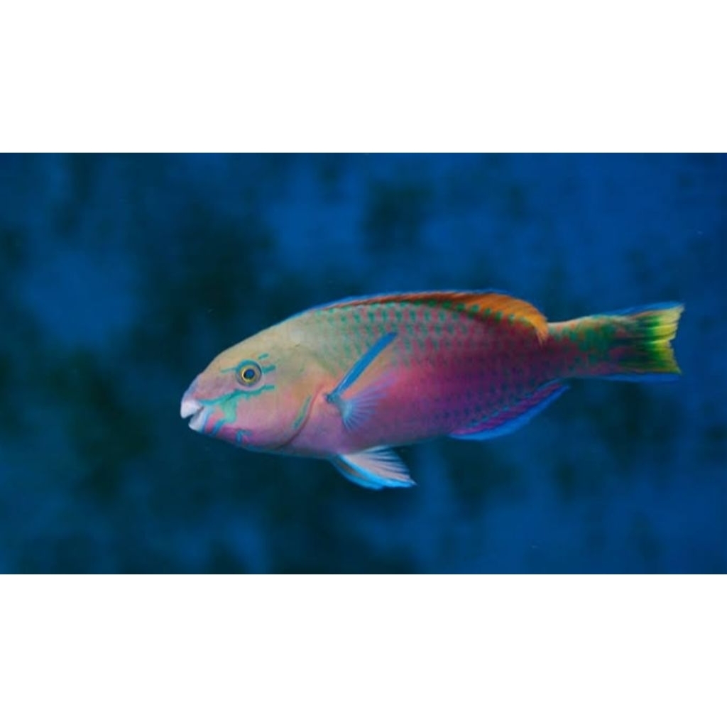 IKAN HIAS LAUT KAKATUA HIJAU SIZE M