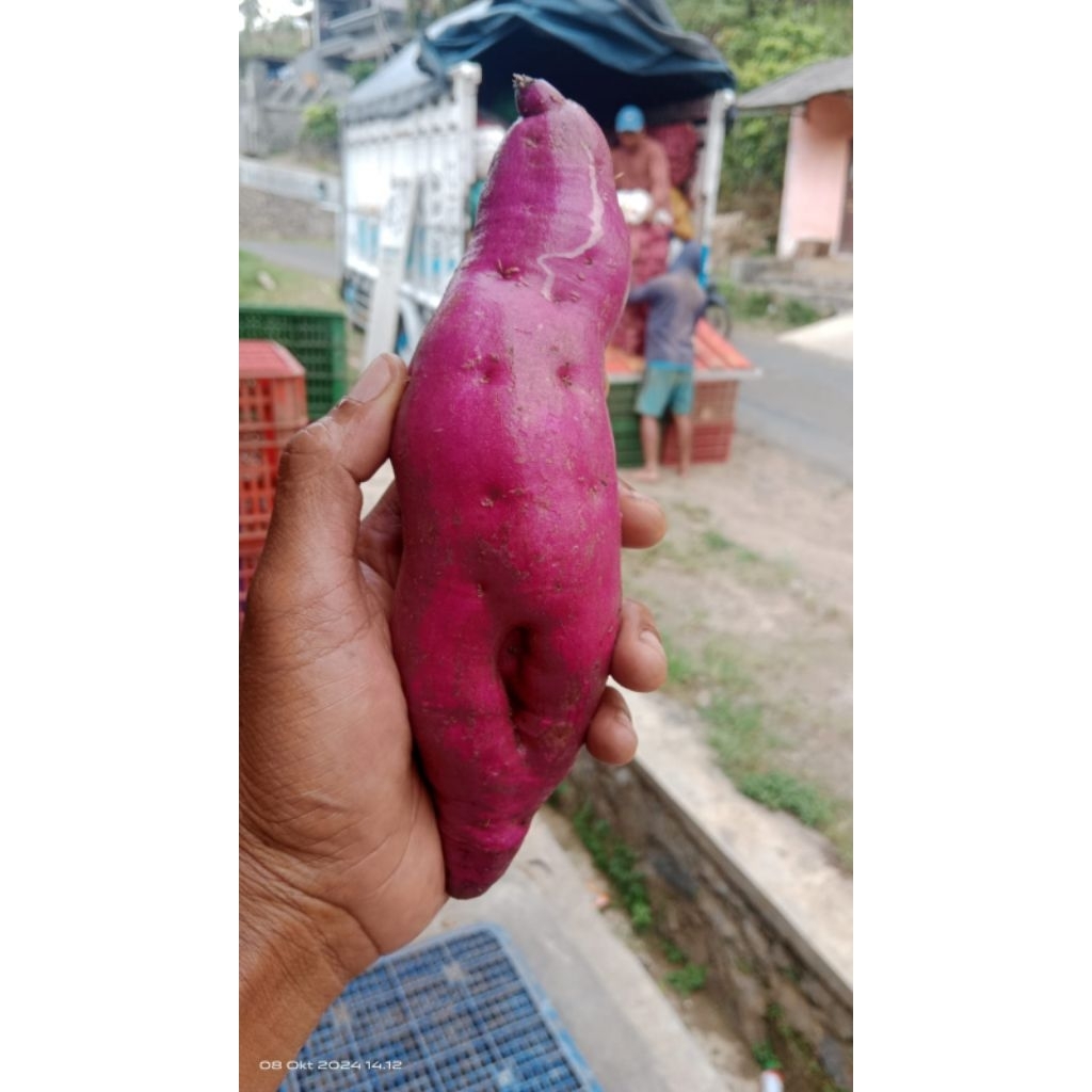 

Ubi ungu size besar