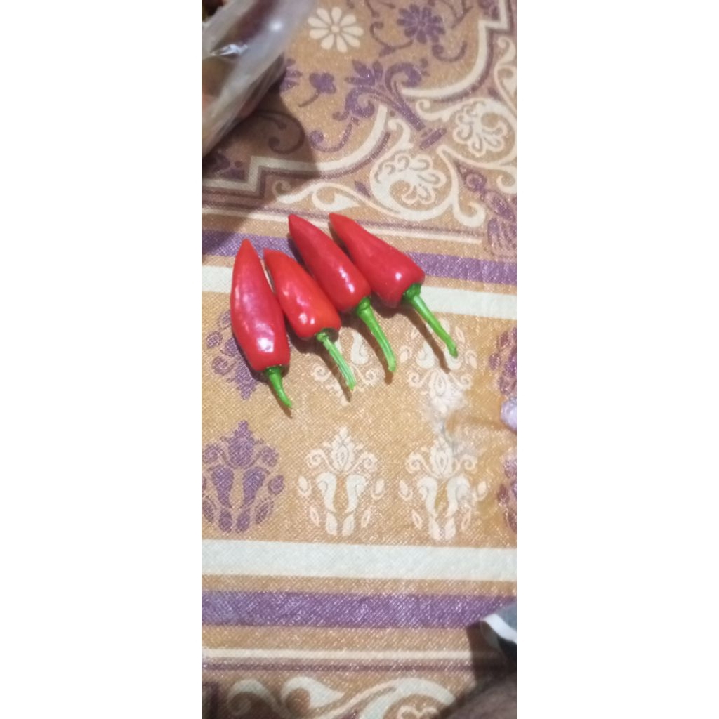 

cabe rawit ukuran jumbo