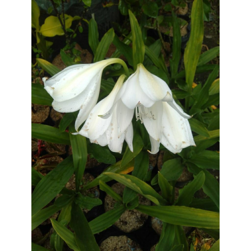 Bunga Bakung putih besar tanaman