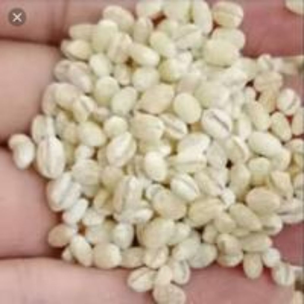 

Jaya Jali Jali RRC / Barley RRC 100gr, 200gr, 250gr