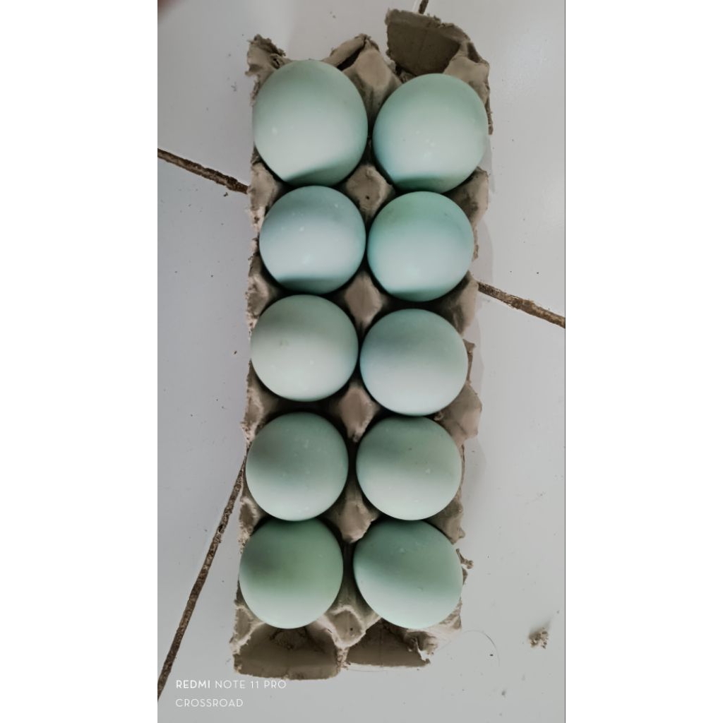 

telor asin isi 10 Biji khas cirebon